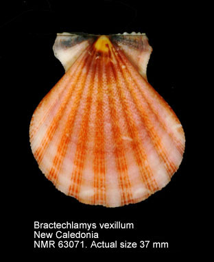 Bractechlamys vexillum (2).jpg - Bractechlamys vexillum(Reeve,1853)